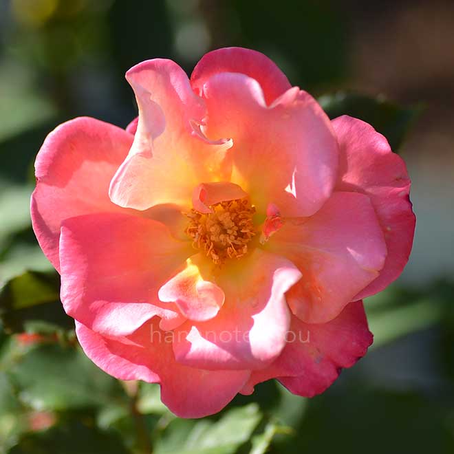 バラ グラナダ｜花の手帖の薔薇図鑑