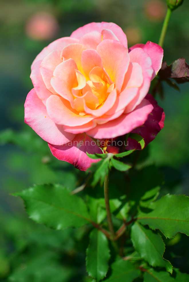 バラ グラナダ｜花の手帖の薔薇図鑑