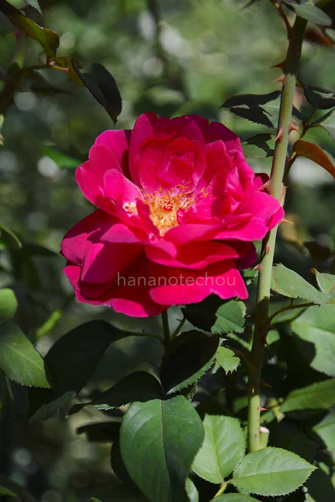 バラ グランダム｜花の手帖の薔薇図鑑