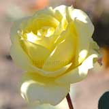 バラ アイリッシュゴールド｜花の手帖の薔薇図鑑