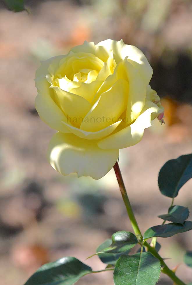 バラ グランパディクソン｜花の手帖の薔薇図鑑