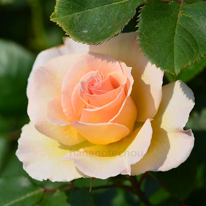 バラ グランド プライズ｜花の手帖の薔薇図鑑