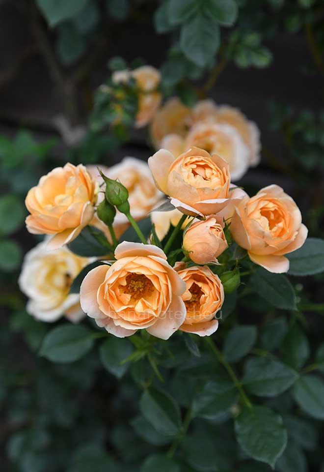 バラ グラニーズ フェイバリット｜花の手帖の薔薇図鑑