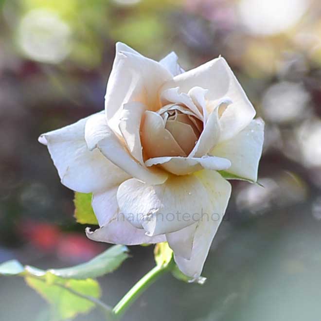 バラ グレードーン|花の手帖の薔薇図鑑