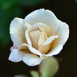 バラ グレイ パール｜花の手帖の薔薇図鑑