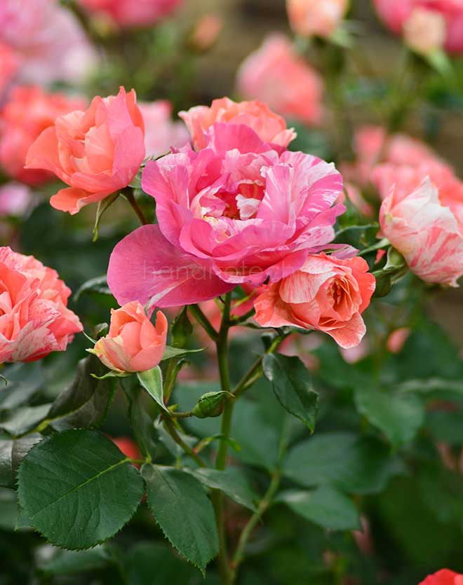 バラ グリマルディ｜花の手帖の薔薇図鑑