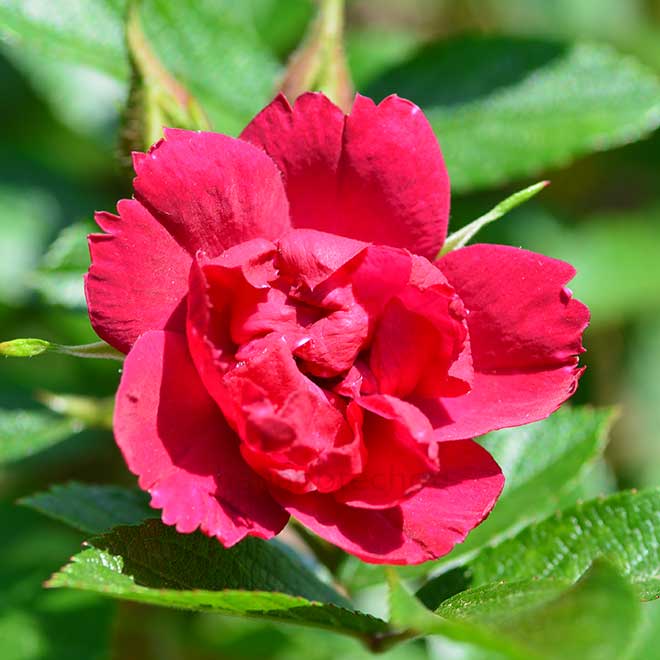 バラ グローテンドルスト シュプリーム｜花の手帖の薔薇図鑑