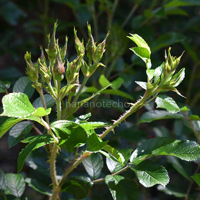 バラ グローテンドルスト シュプリーム｜花の手帖の薔薇図鑑