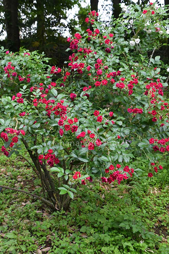 バラ グローテンドルスト シュプリーム｜花の手帖の薔薇図鑑