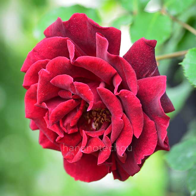 バラ ギネ｜花の手帖の薔薇図鑑