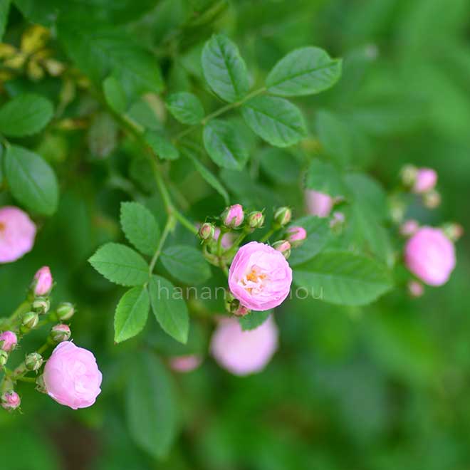 バラ 群舞｜花の手帖の薔薇図鑑