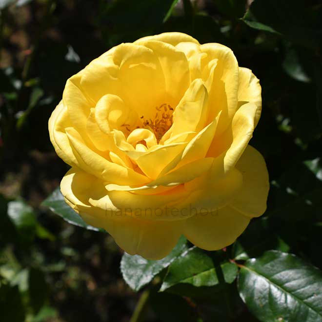 バラ カブキ｜花の手帖の薔薇図鑑