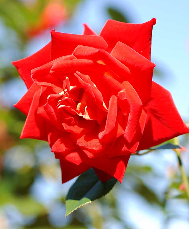 バラ かがやき｜花の手帖の薔薇図鑑