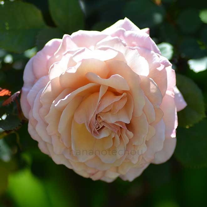 バラ 陽炎｜花の手帖の薔薇図鑑