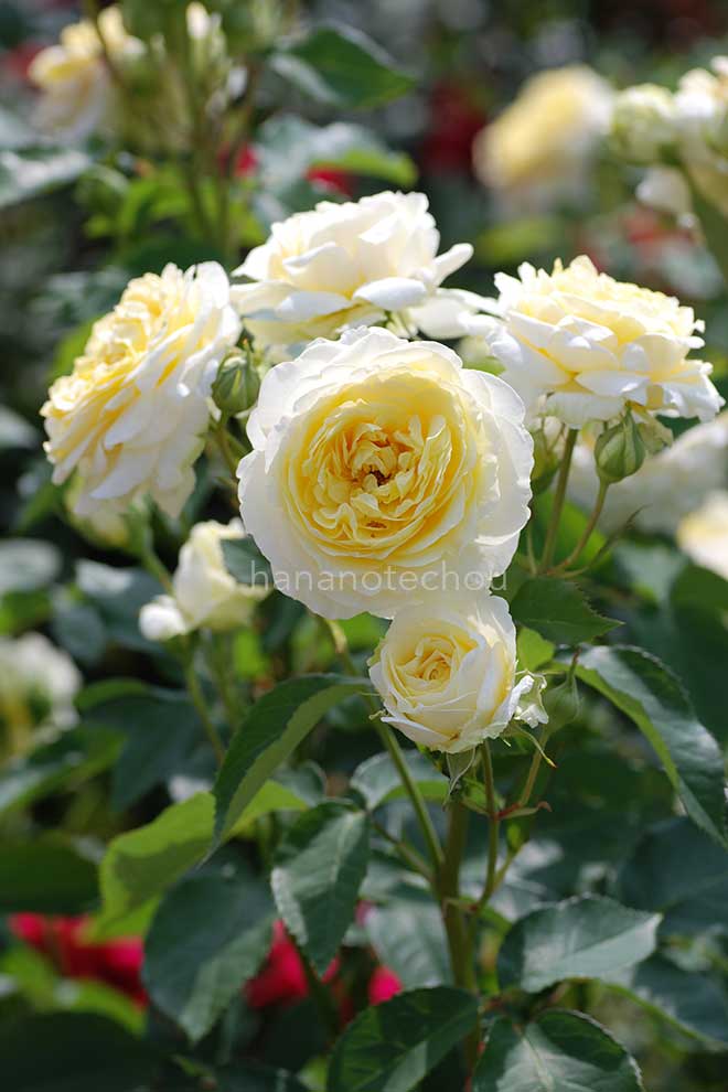 バラ 快挙｜花の手帖の薔薇図鑑