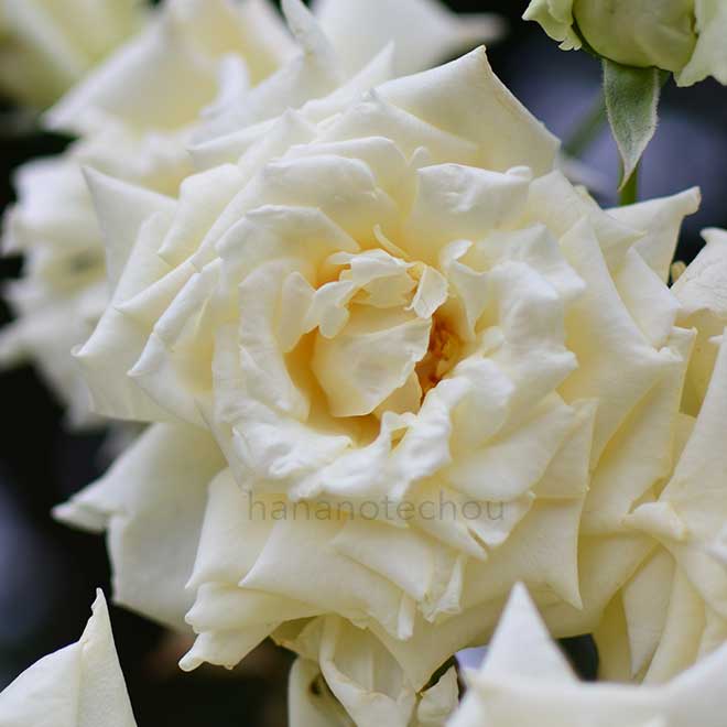 バラ カイザリン アウグステ ヴィクトリア｜花の手帖の薔薇図鑑