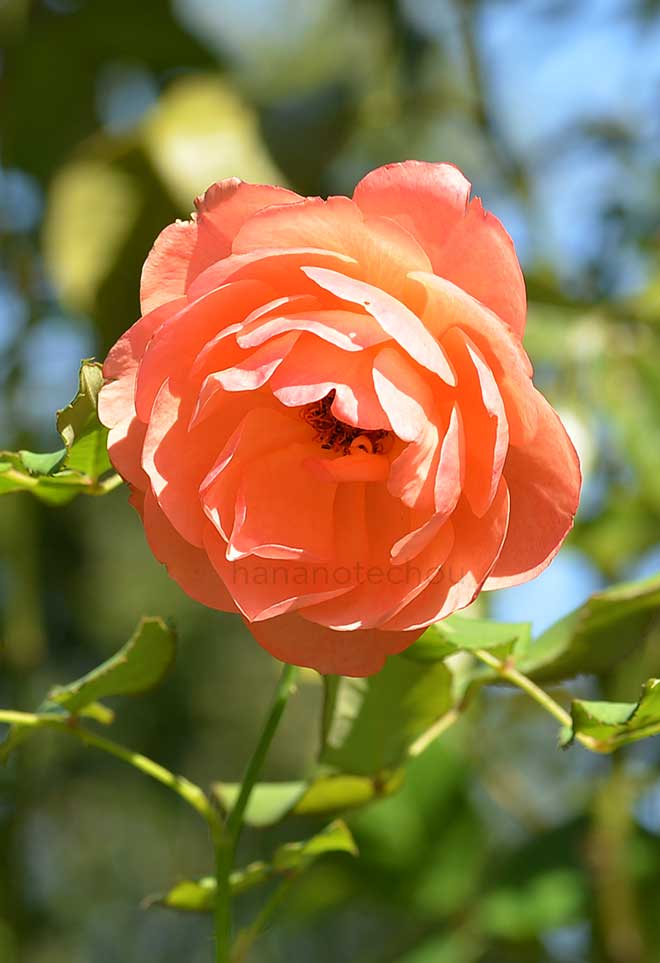 バラ 柿右衛門｜花の手帖の薔薇図鑑