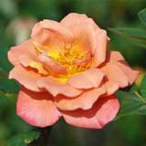 バラ カレイドスコープ｜花の手帖の薔薇図鑑