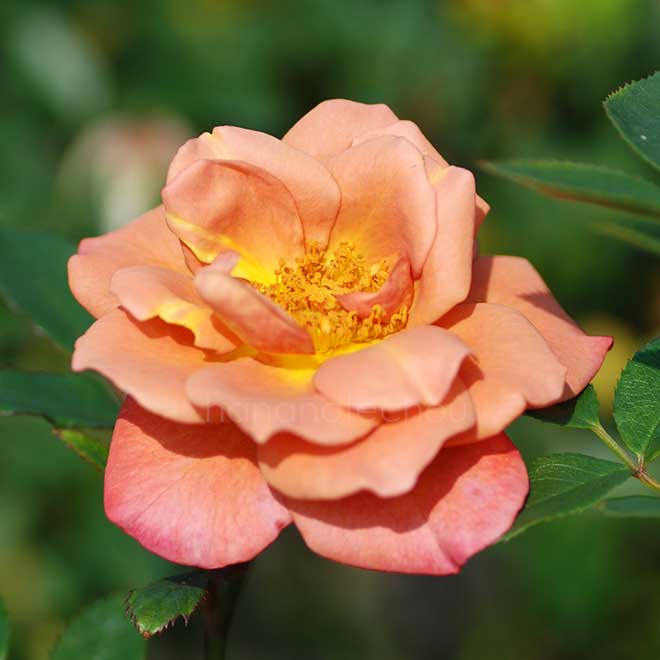 バラ カレイドスコープ｜花の手帖の薔薇図鑑