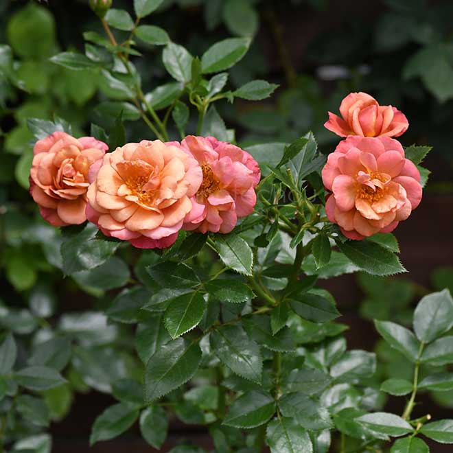 バラ カレイドスコープ｜花の手帖の薔薇図鑑
