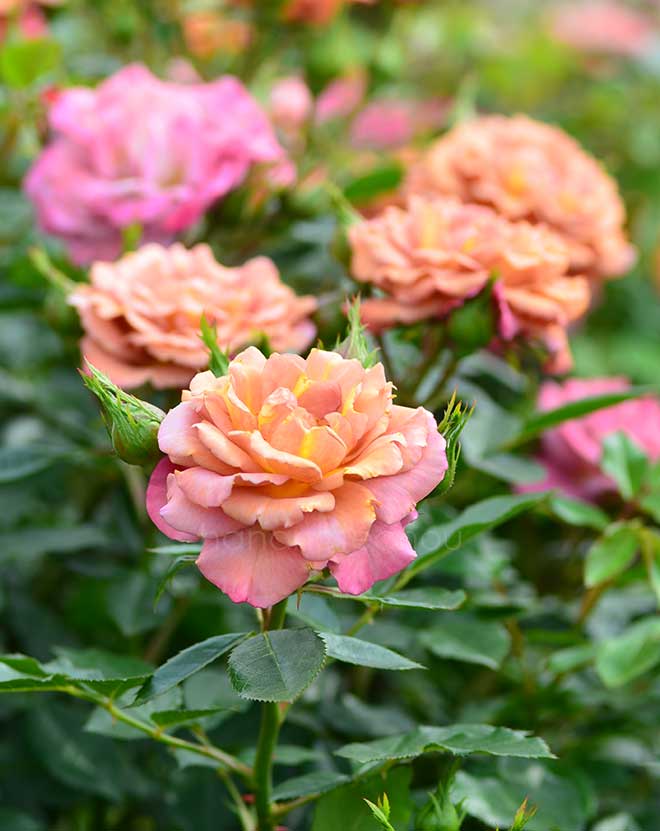 バラ カレイドスコープ｜花の手帖の薔薇図鑑