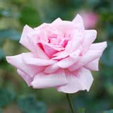 バラ 加茂｜花の手帖の薔薇図鑑