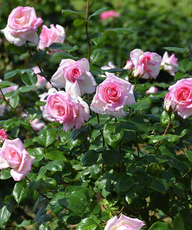 バラ 加茂｜花の手帖の薔薇図鑑