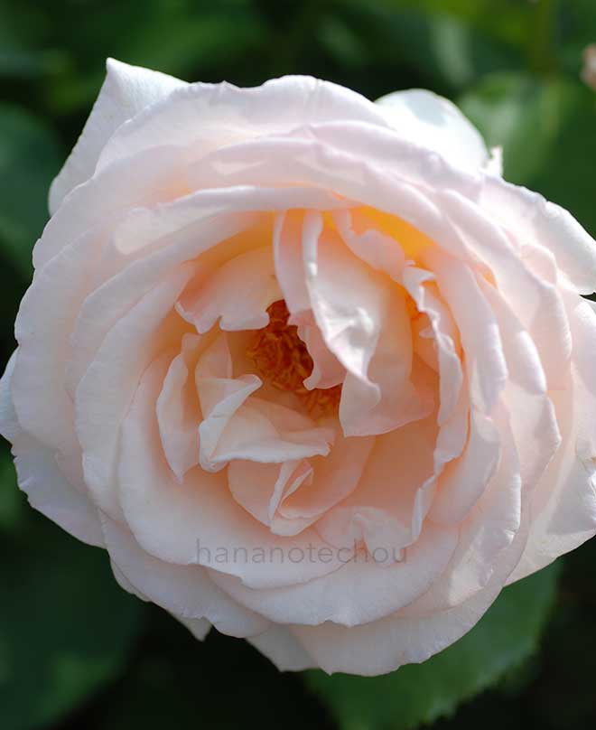 バラ 薫乃｜花の手帖の薔薇図鑑