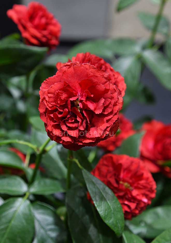 バラ 唐紅｜花の手帖の薔薇図鑑