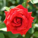 バラ カーディナル 85｜花の手帖の薔薇図鑑