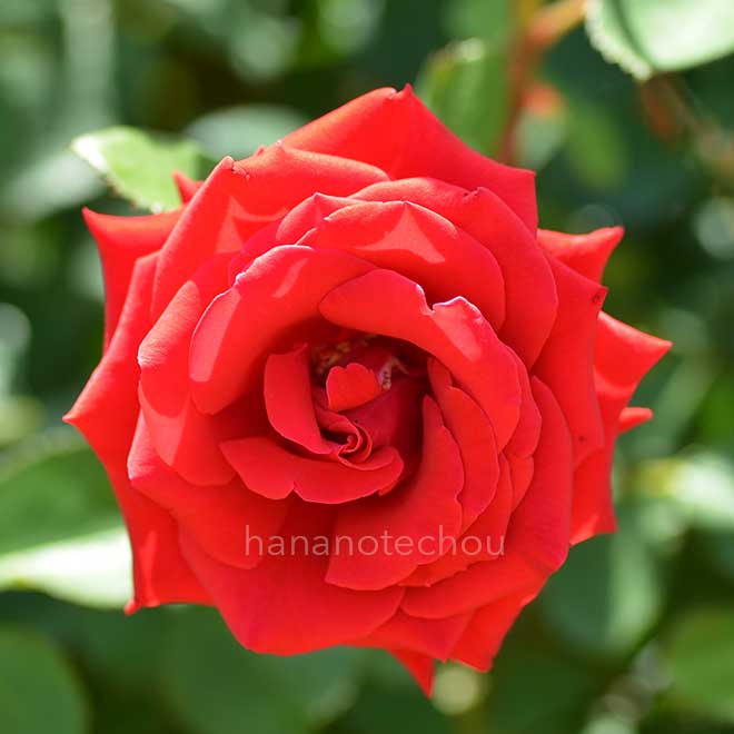 バラ カーディナル 85｜花の手帖の薔薇図鑑