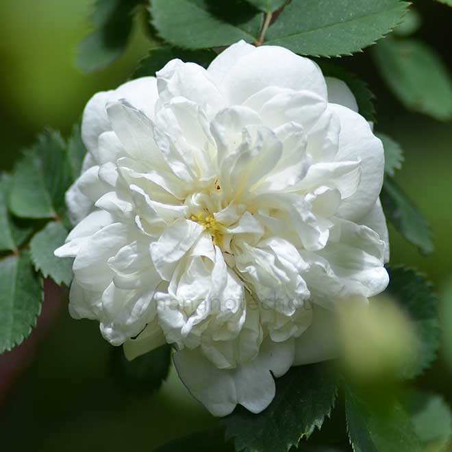 バラ カールフォスター｜花の手帖の薔薇図鑑