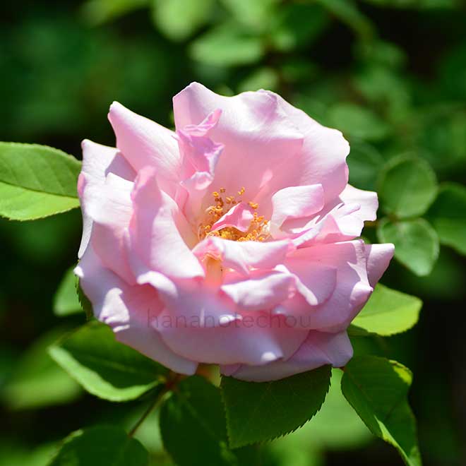 バラ ｜花の手帖の薔薇図鑑