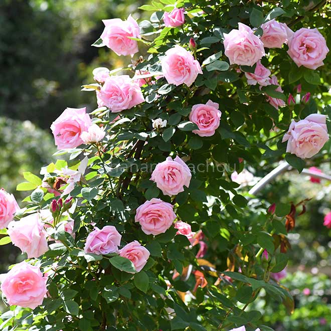 バラ ｜花の手帖の薔薇図鑑