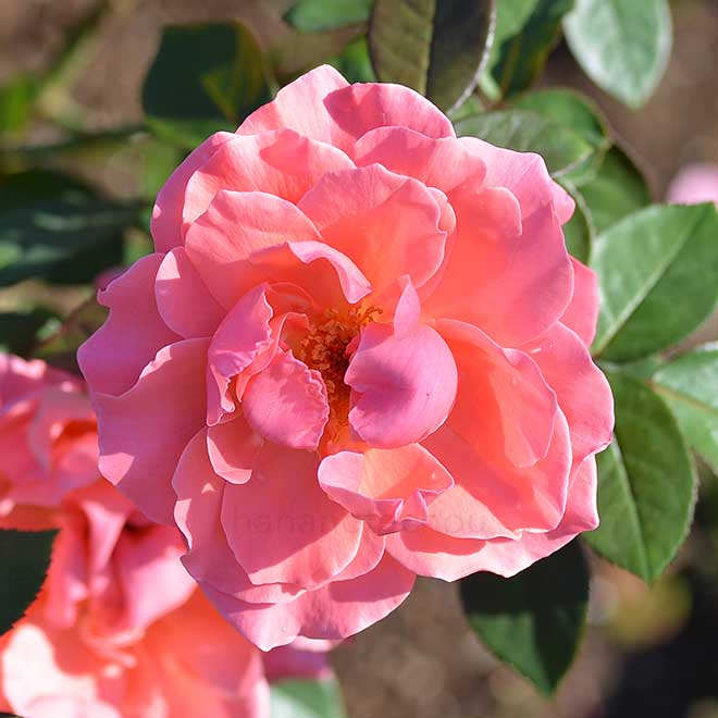 バラ キャスリン マグレディ｜花の手帖の薔薇図鑑