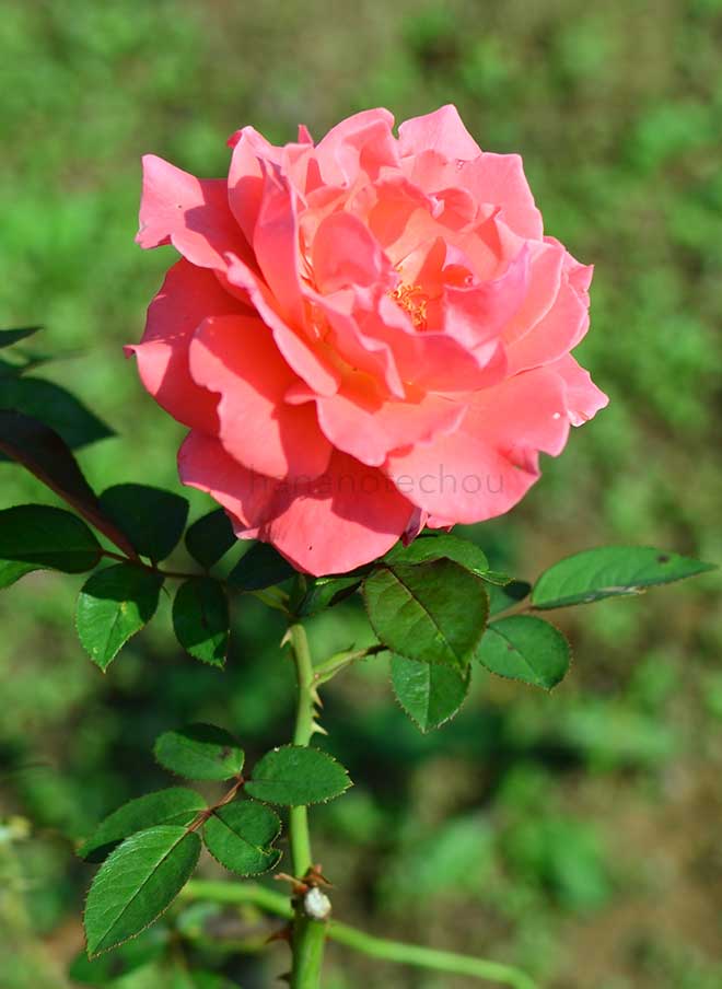 バラ キャスリン マグレディ｜花の手帖の薔薇図鑑