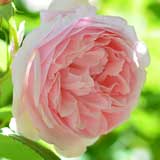 バラ キャスリン モーレー｜花の手帖の薔薇図鑑