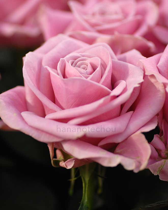 バラ キアノ｜花の手帖の薔薇図鑑