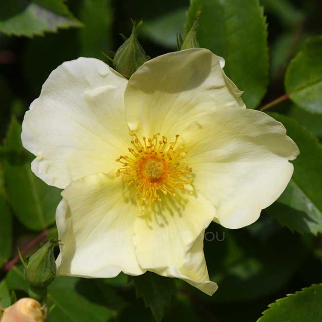 バラ キュー ガーデン｜花の手帖の薔薇図鑑