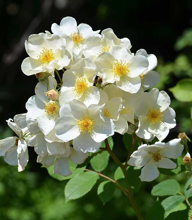 バラ キュー ガーデン｜花の手帖の薔薇図鑑