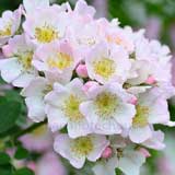 バラ キューランブラー｜花の手帖の薔薇図鑑