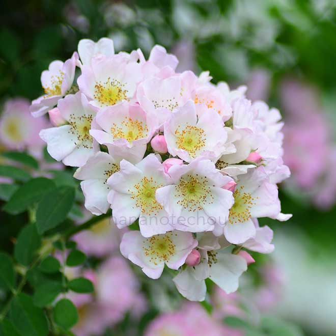 バラ キュー ランブラー｜花の手帖の薔薇図鑑