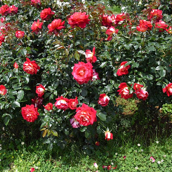 バラ 希望｜花の手帖の薔薇図鑑