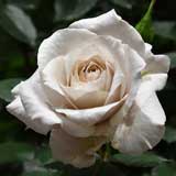 バラ 希成｜花の手帖の薔薇図鑑