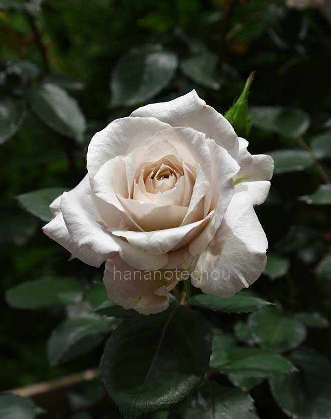 バラ 希成｜花の手帖の薔薇図鑑