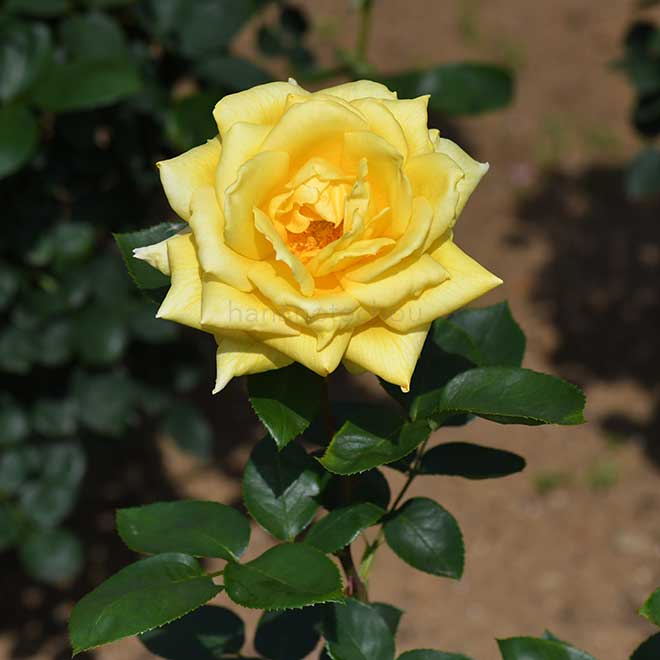 バラ 金閣｜花の手帖の薔薇図鑑