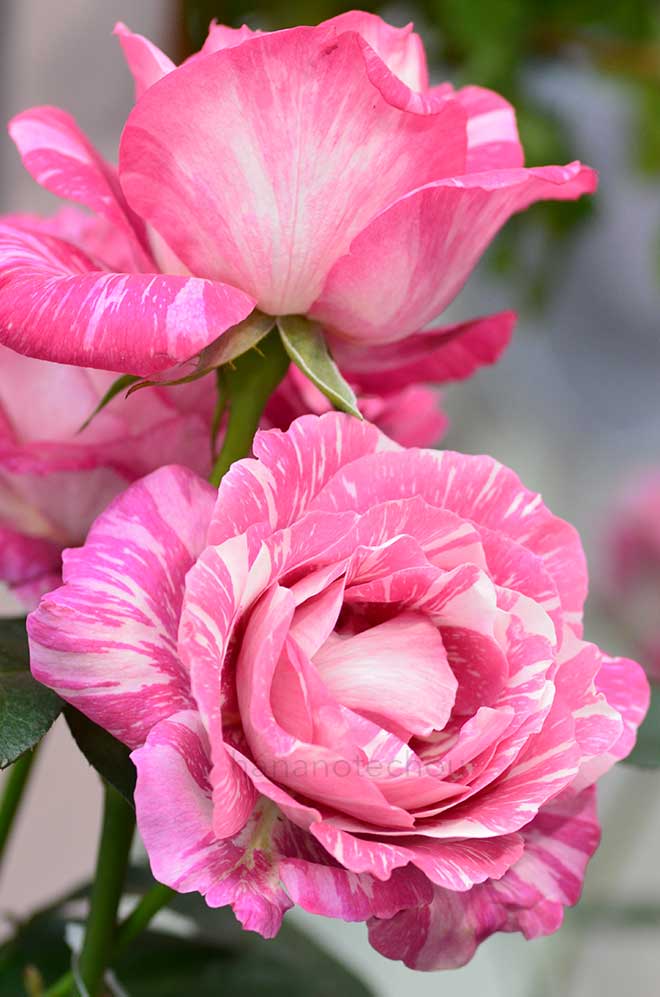 バラ 奇蹟｜花の手帖の薔薇図鑑