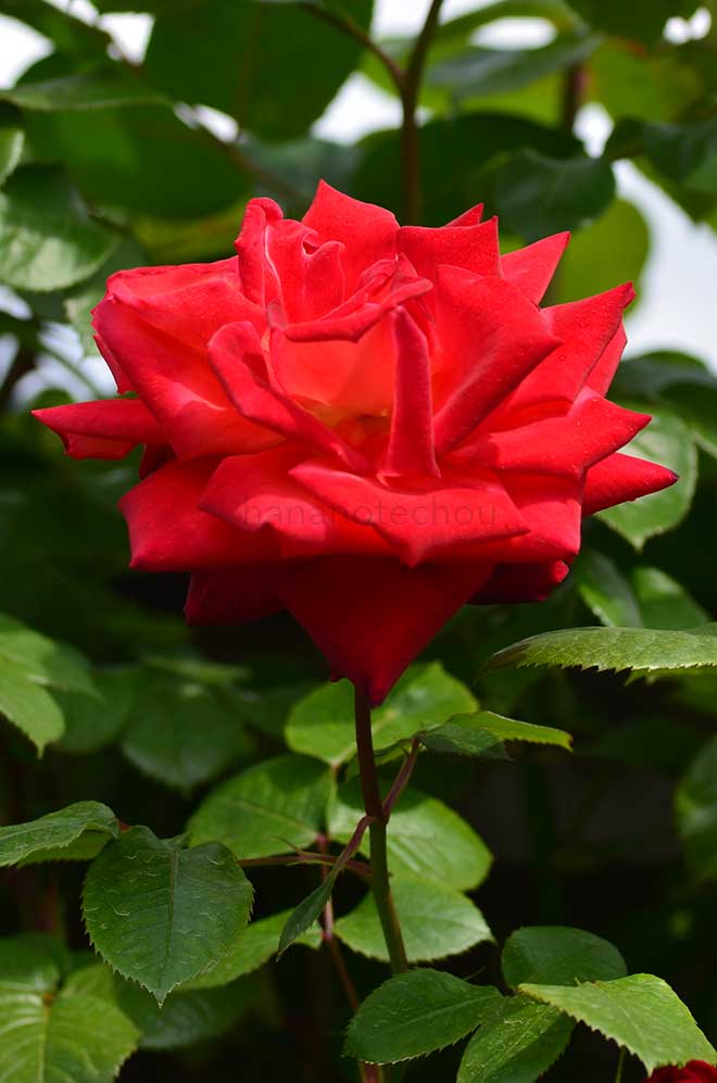 バラ キヨミ｜花の手帖の薔薇図鑑