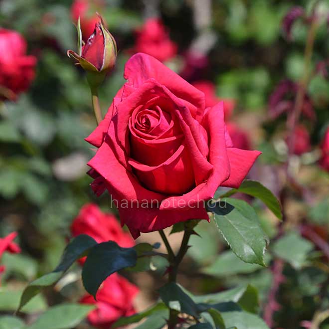バラ クラウス シュテルテベーカー｜花の手帖の薔薇図鑑