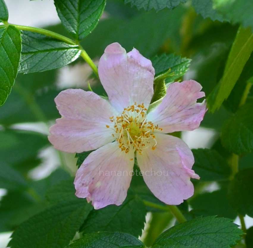 バラ コハマナス｜花の手帖の薔薇図鑑